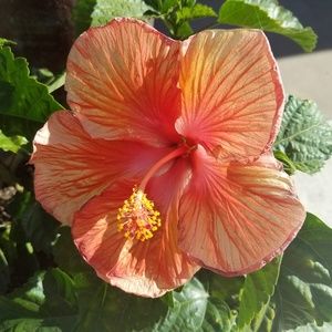 Meet your Posher, Saundra